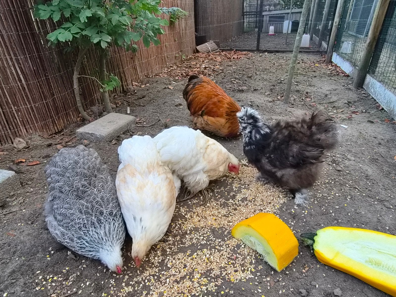 toompje cochins, Dieren en Toebehoren, Meerdere dieren, Kip