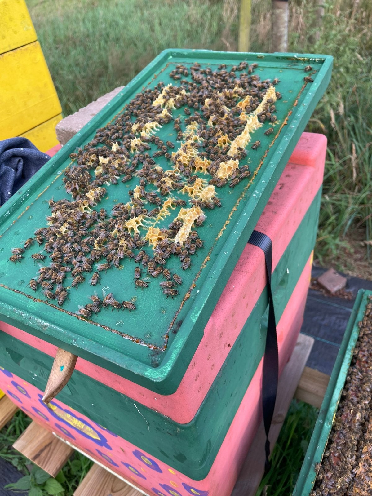 Bijenvolk Buckfast, Dieren en Toebehoren, Bijen