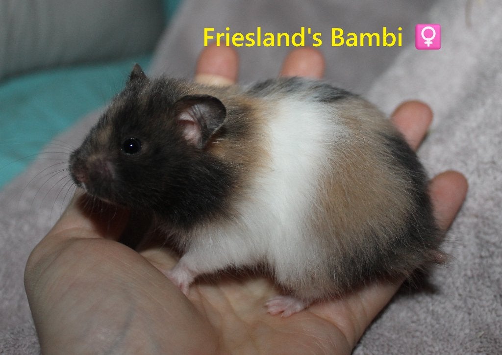 🐹Syrische goudhamster jongen tam | hobbyfokker Friesland 🥰, Dieren en Toebehoren, Knaagdieren, Hamster, Mei, Meerdere dieren