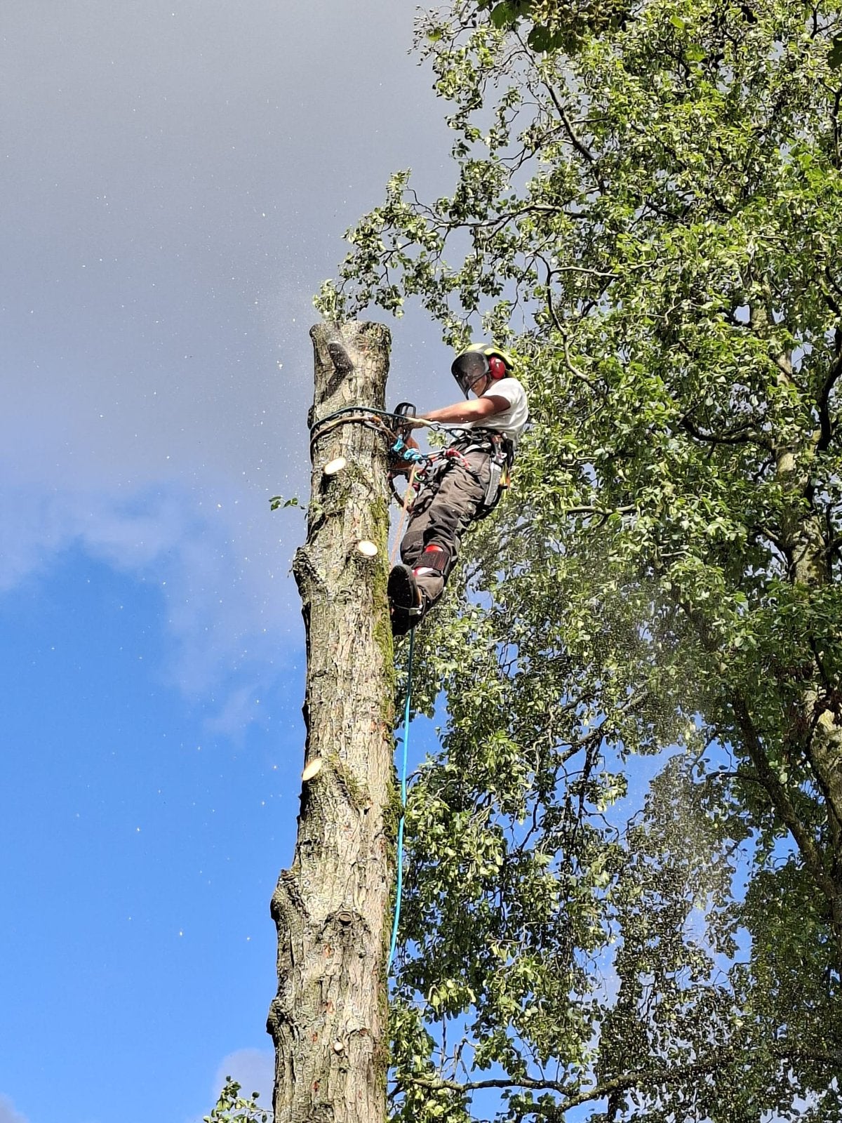Boom laten kappen?, Ophalen