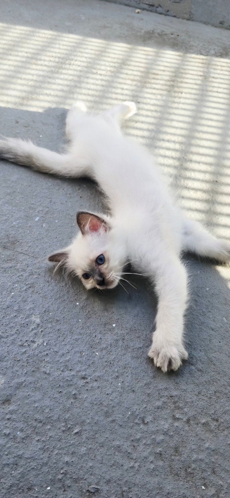 Prachtige Heilige Birmaan kitten te koop ️, Kater, Langharig, 0 tot 2 jaar