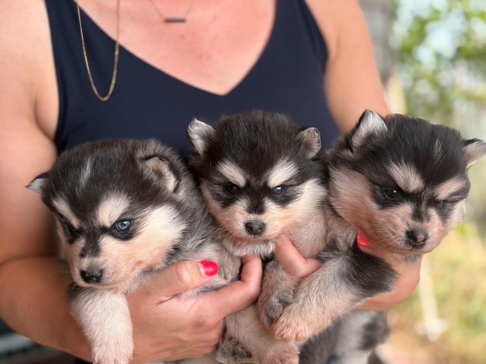 Pomsky puppy’s ️, Parvo, 8 tot 15 weken, Meerdere, Meerdere dieren