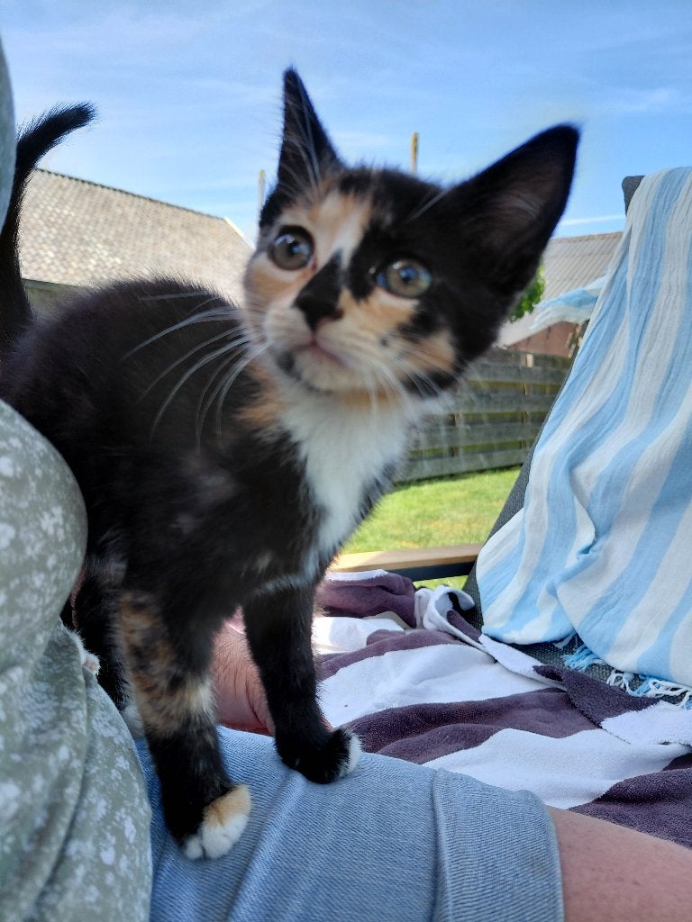 Prachtig getekende kitten zoekt lief baasje, Poes, Kortharig, 0 tot 2 jaar