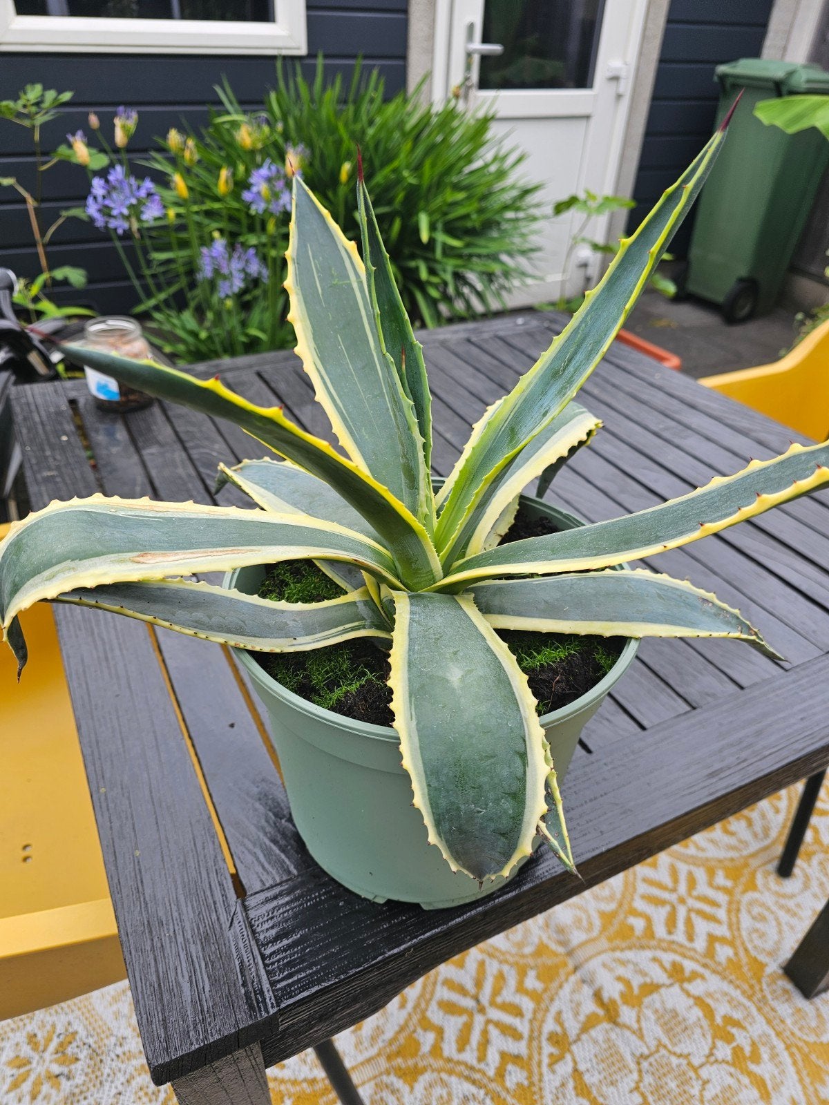 Mooie agave, Volle zon, Vaste plant, Bloeit niet, Ophalen