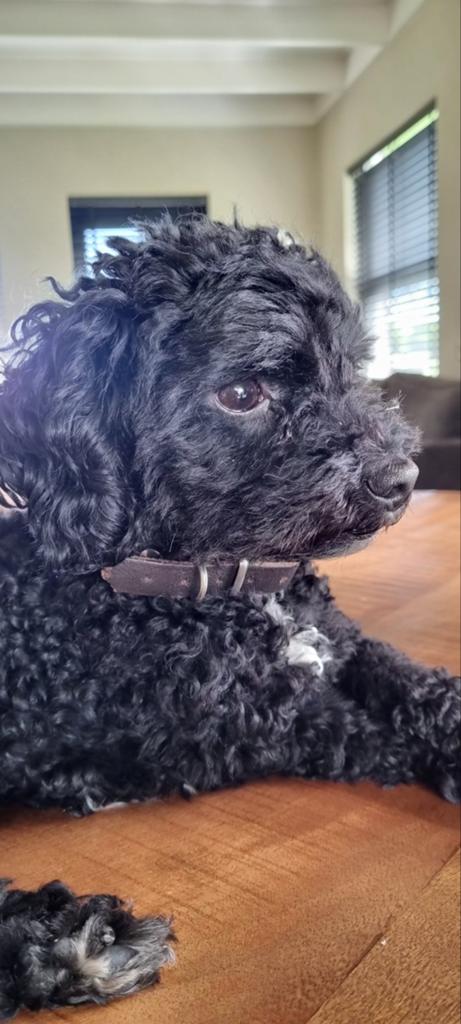 Gouden mandje gezocht voor poedeltje., Reu, Parvo, Eén hond, Klein