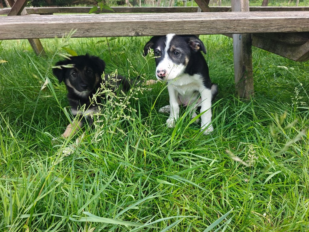 Bordercollie pup driekleur, Dieren en Toebehoren, Parvo, Reu, 8 tot 15 weken, Collie