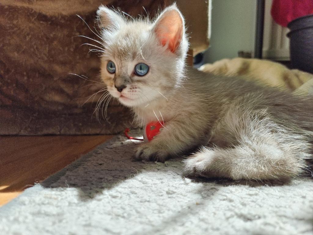 Kruising Siberische kat - Ragdoll Prachtige Kittens, Meerdere dieren, Ontwormd, 0 tot 2 jaar