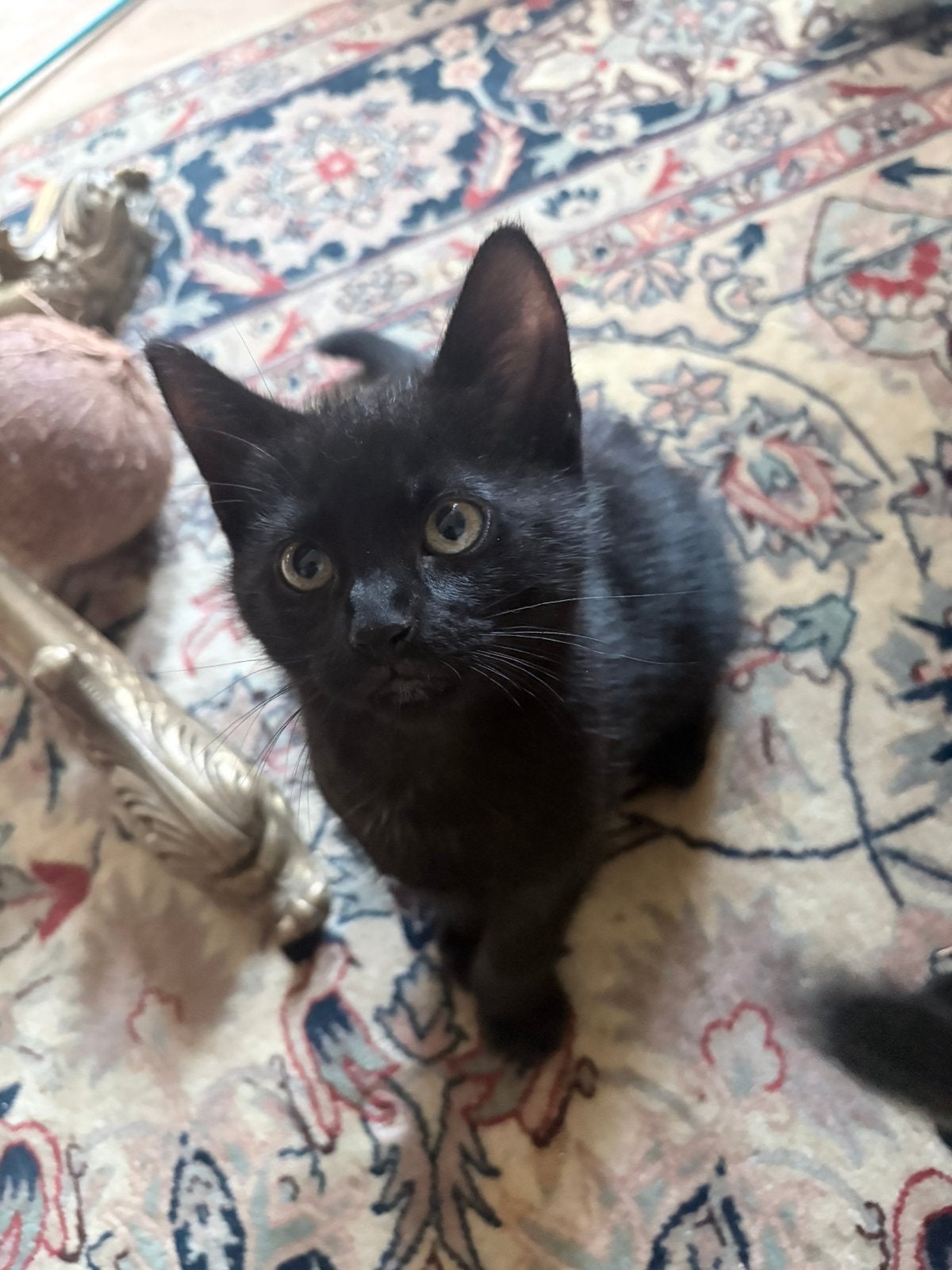2 Lieve zwarte kittens zoeken een liefdevol thuis, Kater