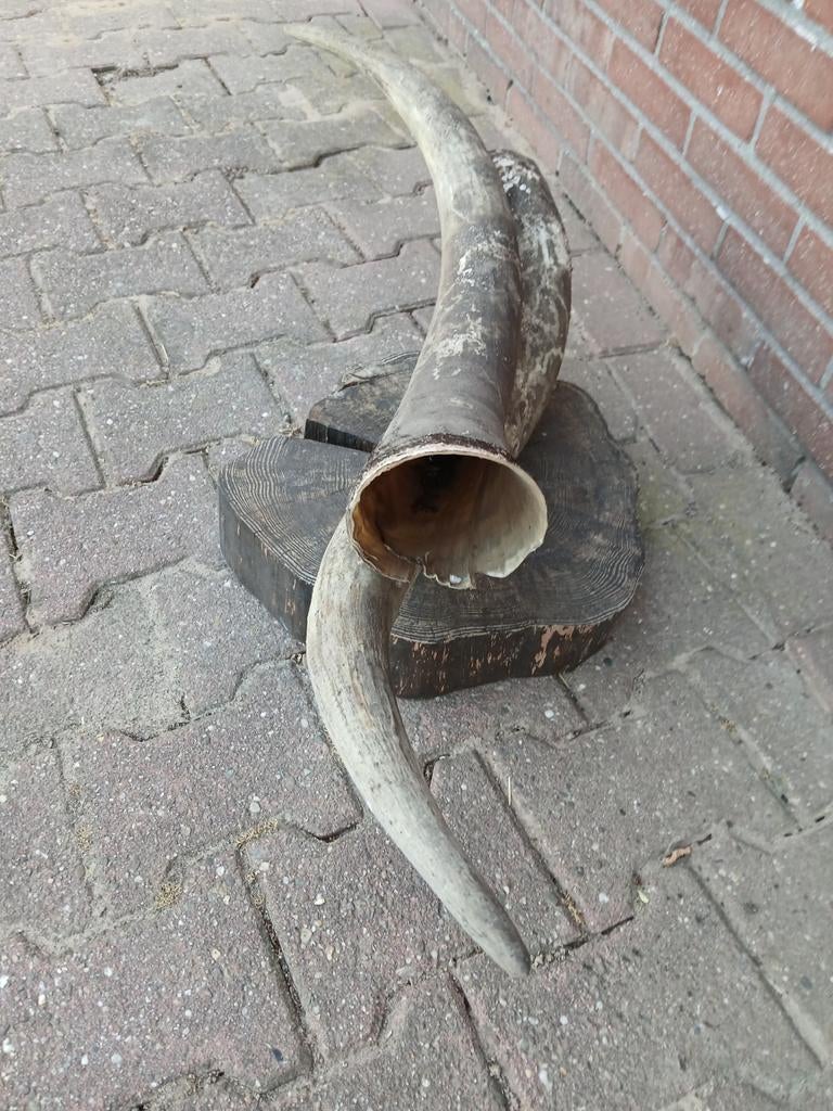 Horens, Ophalen of Verzenden, Minder dan 2 meter, 80 mm of meer, Afvoer