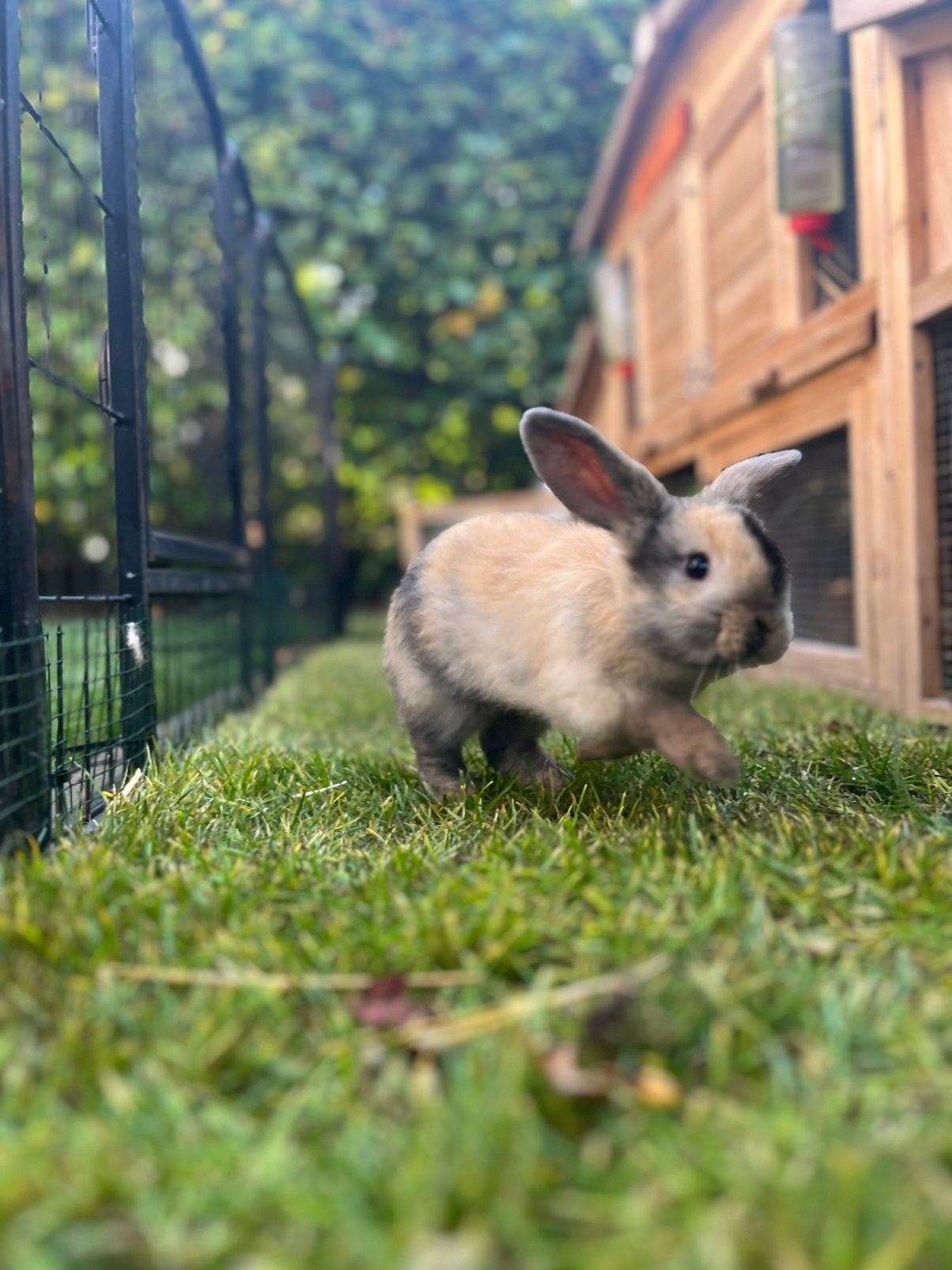 Baby dwerg hangoor konijntjes, Dieren en Toebehoren, Meerdere dieren, Dwerg