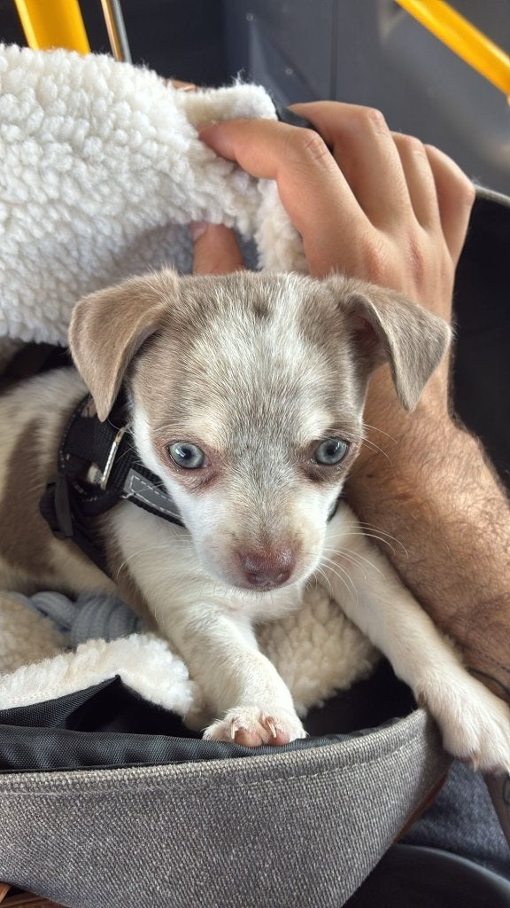Chihuahua Puppy, Dieren en Toebehoren, Honden | Chihuahua's en Gezelschapshonden, 8 tot 15 weken, Teef, Eén hond, Chihuahua