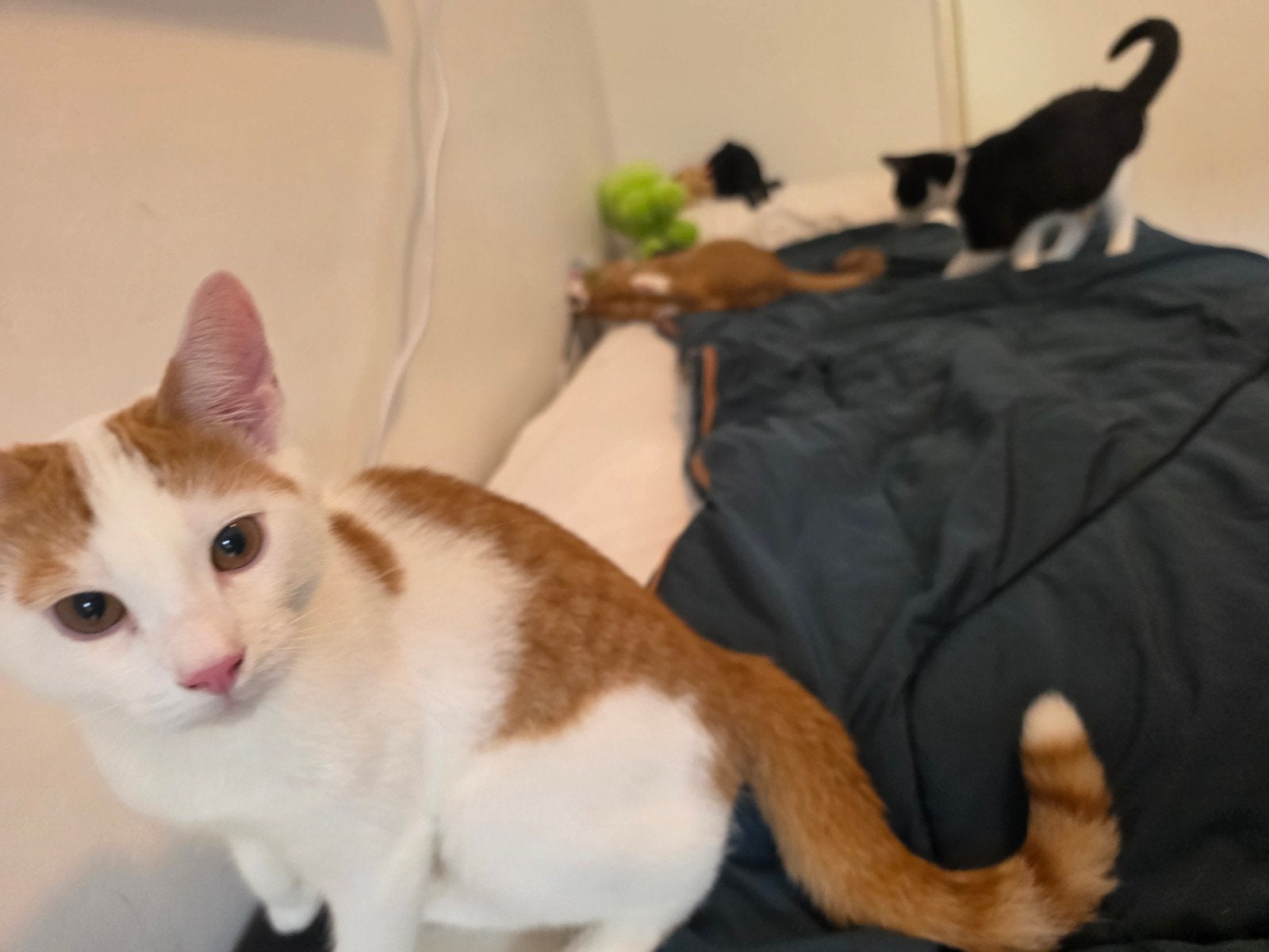 Kittens te koop!, Kater, Kortharig, 0 tot 2 jaar