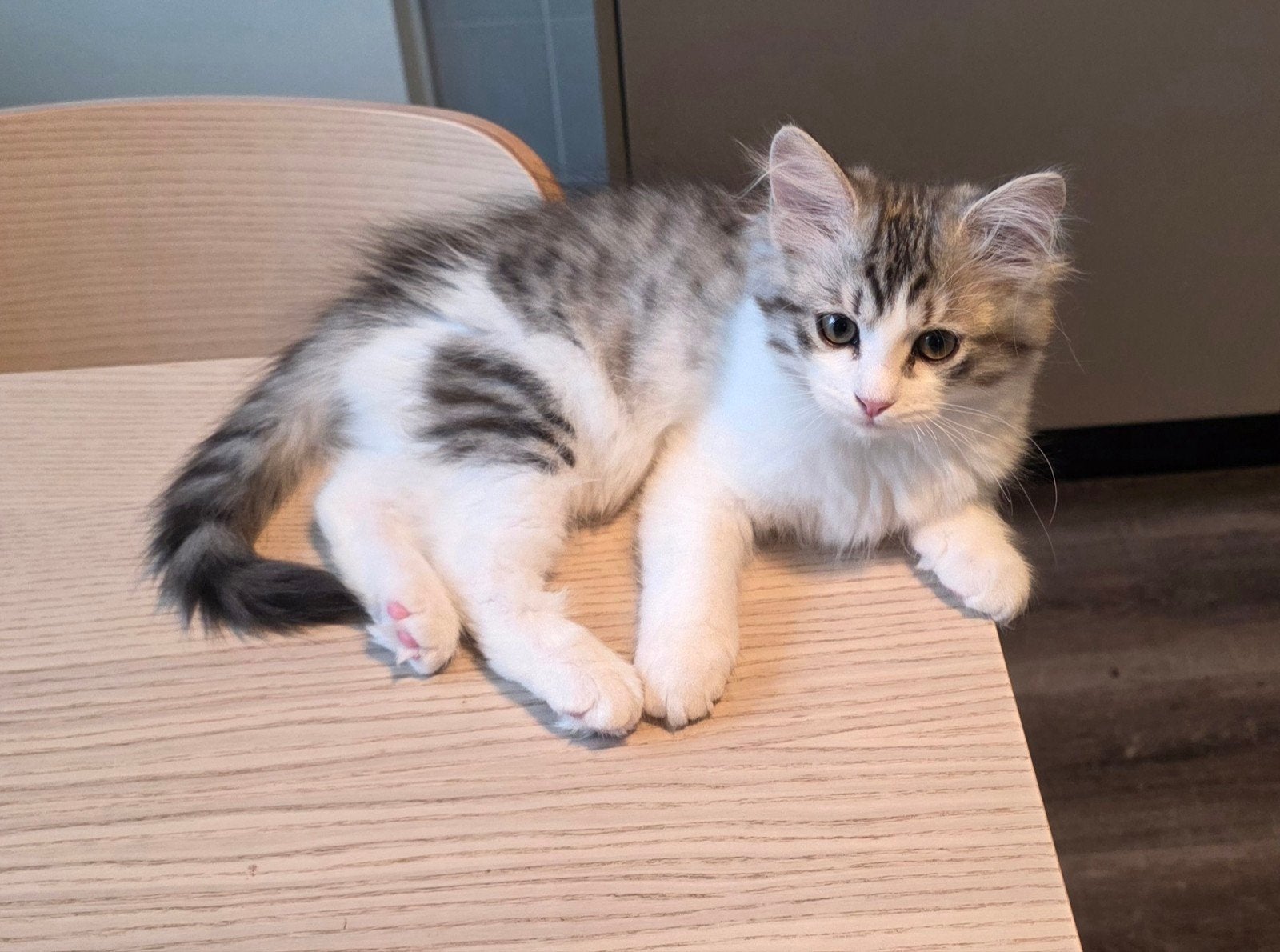 Siberische katertje, Dieren en Toebehoren, Katten en Kittens | Raskatten | Langhaar, Kater, Met stamboom, 0 tot 2 jaar