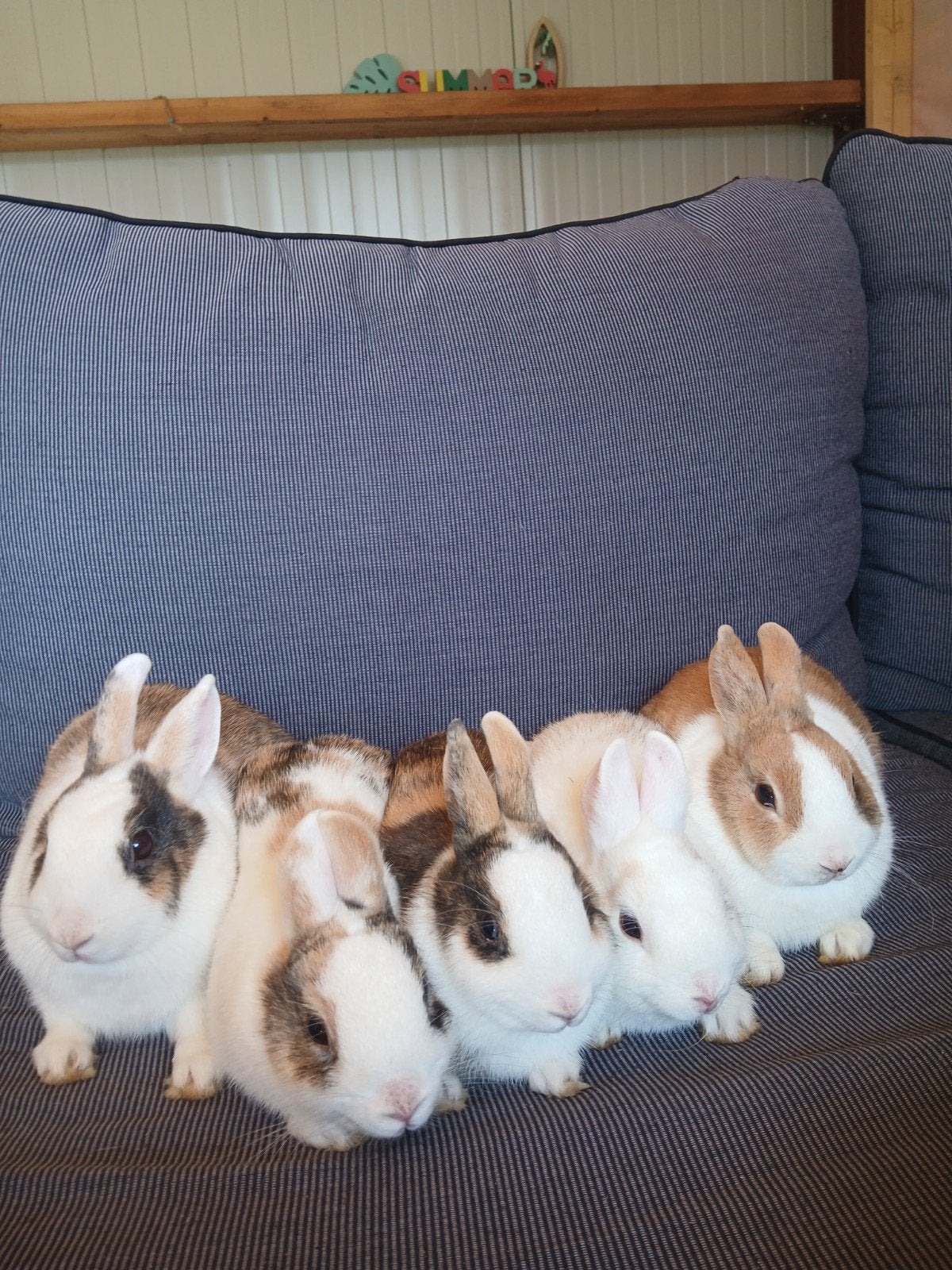 5 Schattige baby Loffelohr konijntjes., Dieren en Toebehoren, Konijnen, Meerdere dieren, Dwerg, 0 tot 2 jaar