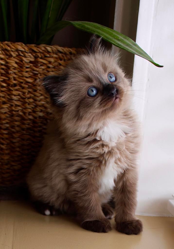 Seal Sepia Ragdoll kitten (kater), Dieren en Toebehoren, Kater, Ontwormd, 0 tot 2 jaar