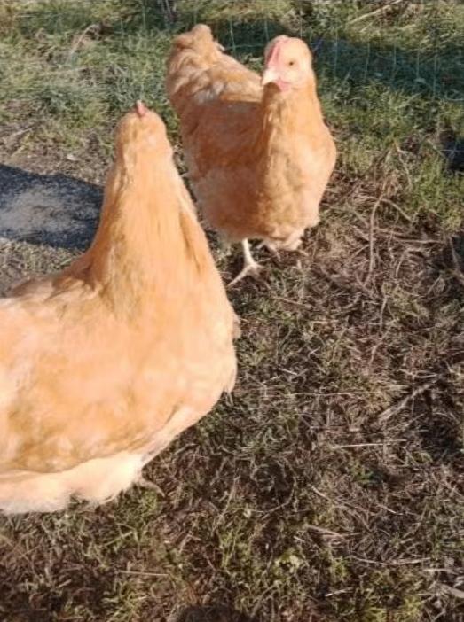 broedeieren orpinton 1 euro pst, Dieren en Toebehoren, Pluimvee, Kip, Geslacht onbekend