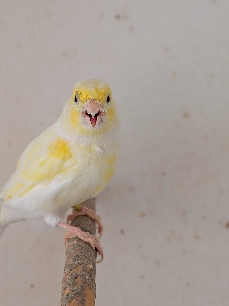 Geel mozaïek kanaries, Meerdere dieren, Kleurkanarie