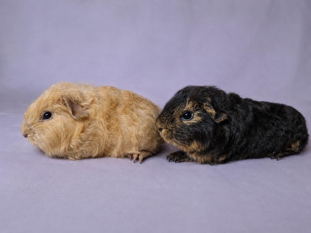 Twee jonge Ch teddy beertjes - creme - zwart otter, Dieren en Toebehoren, Knaagdieren, Cavia, April, Mannelijk, Tam