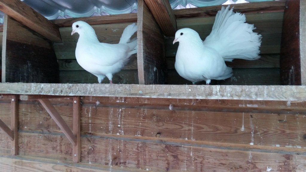 witte pauwstaarten te koop, Meerdere dieren, Overige soorten