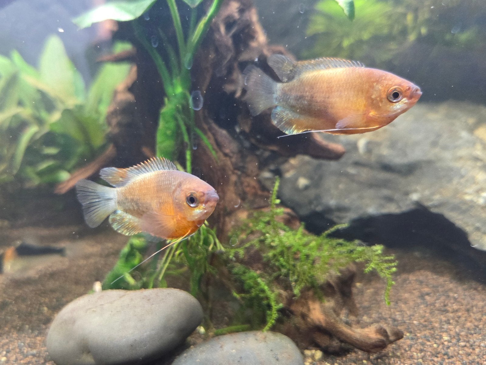 2 x diklipgoerami rood (Trichogaster labiosa), Vis