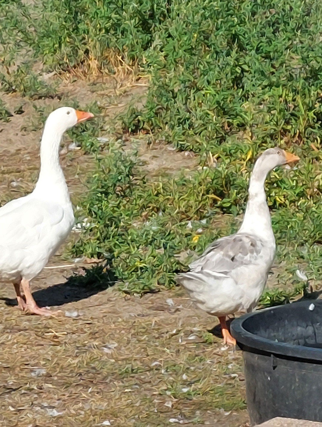 Vrouwelijke witte gans en haar jong, Meerdere dieren, Gans of Zwaan