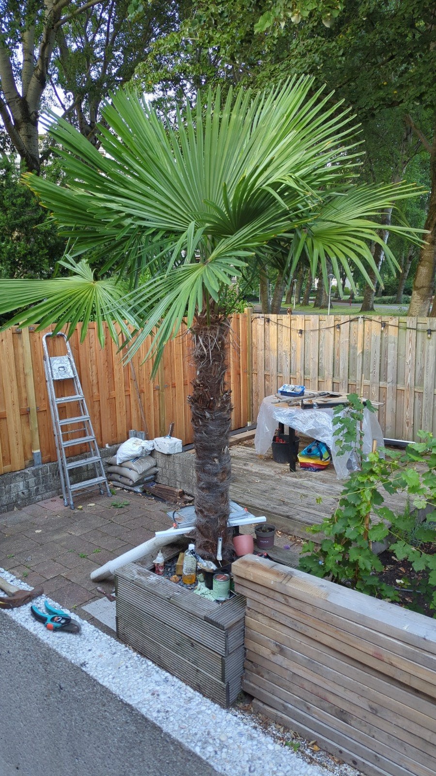 Grote Palmboom - Trachycarpus Fortunei, Tuin en Terras, Ophalen, Overige soorten, Volle zon
