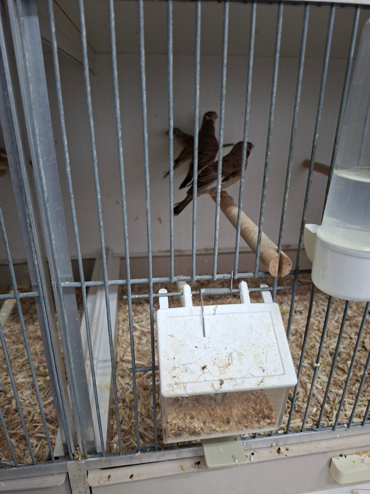 bandvinken splitten GEVRAAGD, Dieren en Toebehoren, Meerdere dieren