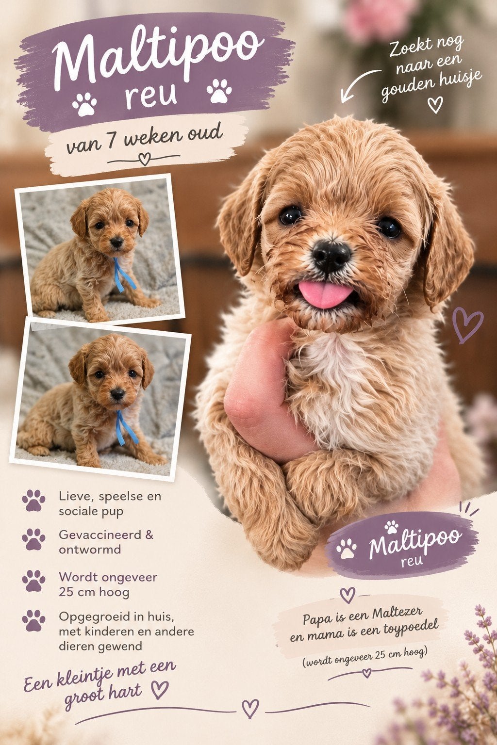 maltipoo pups, Overige rassen, 8 tot 15 weken, Meerdere, Meerdere dieren