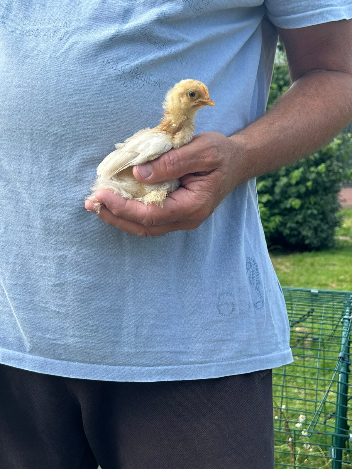 Cochin kriel kip hennetjes, Dieren en Toebehoren, Pluimvee, Vrouwelijk, Kip