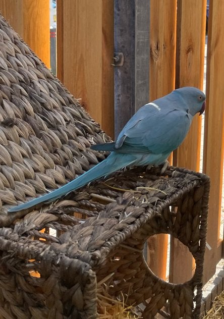 Super mooi gekleude blauwe halsband, Vrouwelijk, Parkiet, Geringd