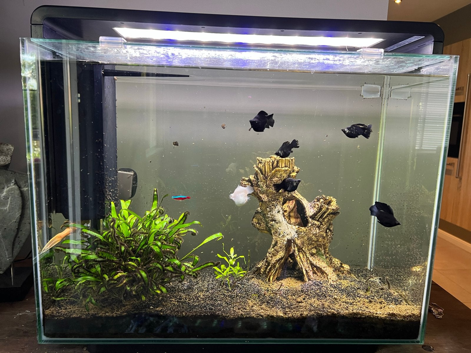Aquarium met vissen, Dieren en Toebehoren, Gebruikt, Ophalen of Verzenden, Gevuld zoetwateraquarium, Superfish