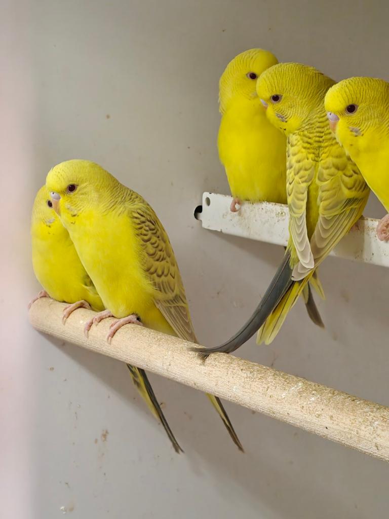 Te koop bronze Fallow grasparkieten, Dieren en Toebehoren, Vogels | Parkieten en Papegaaien, Meerdere dieren, Parkiet