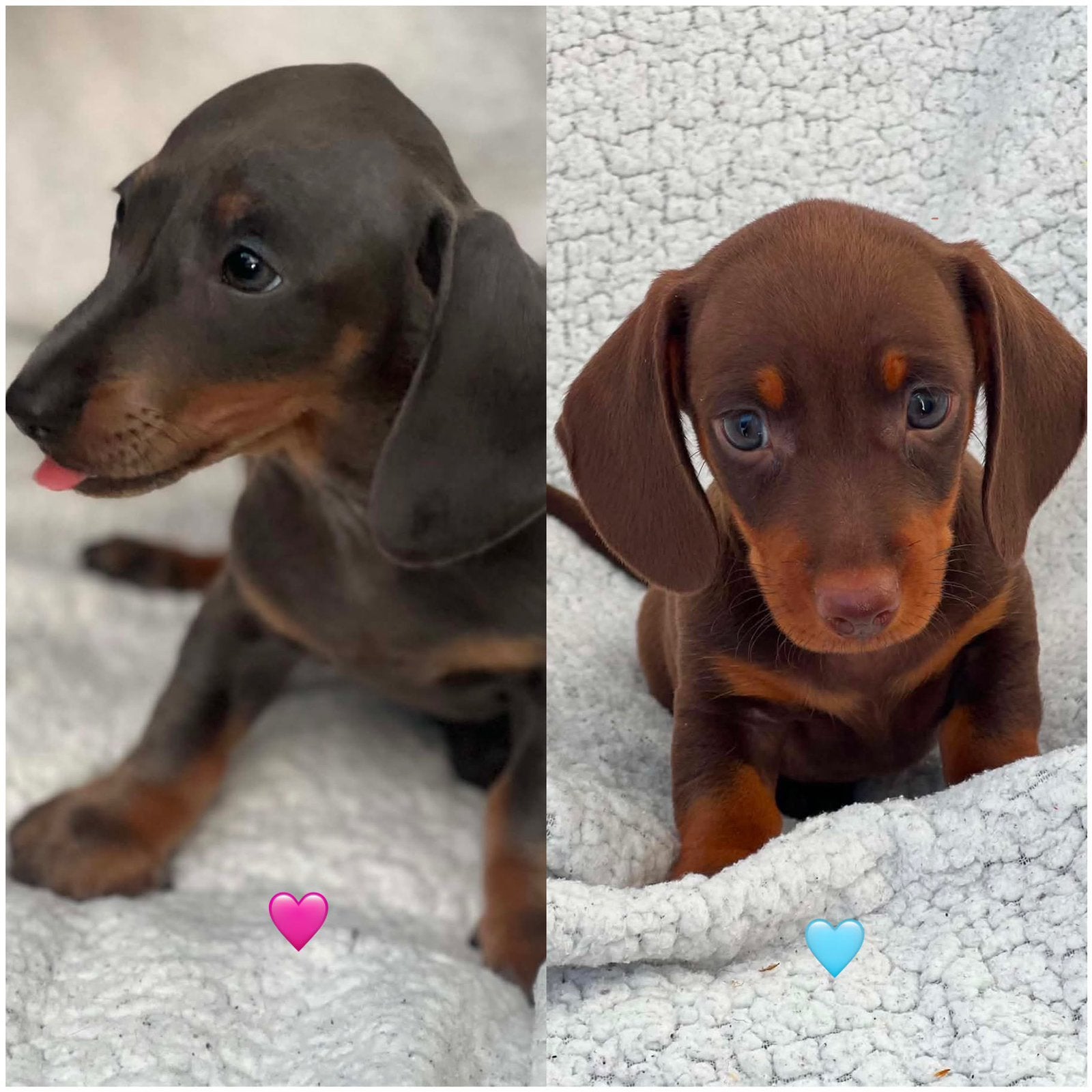Korthaar Dwerg Teckel Pups, Dieren en Toebehoren, Honden | Teckels en Dashonden, Parvo, 8 tot 15 weken, Korthaar, Dwerg