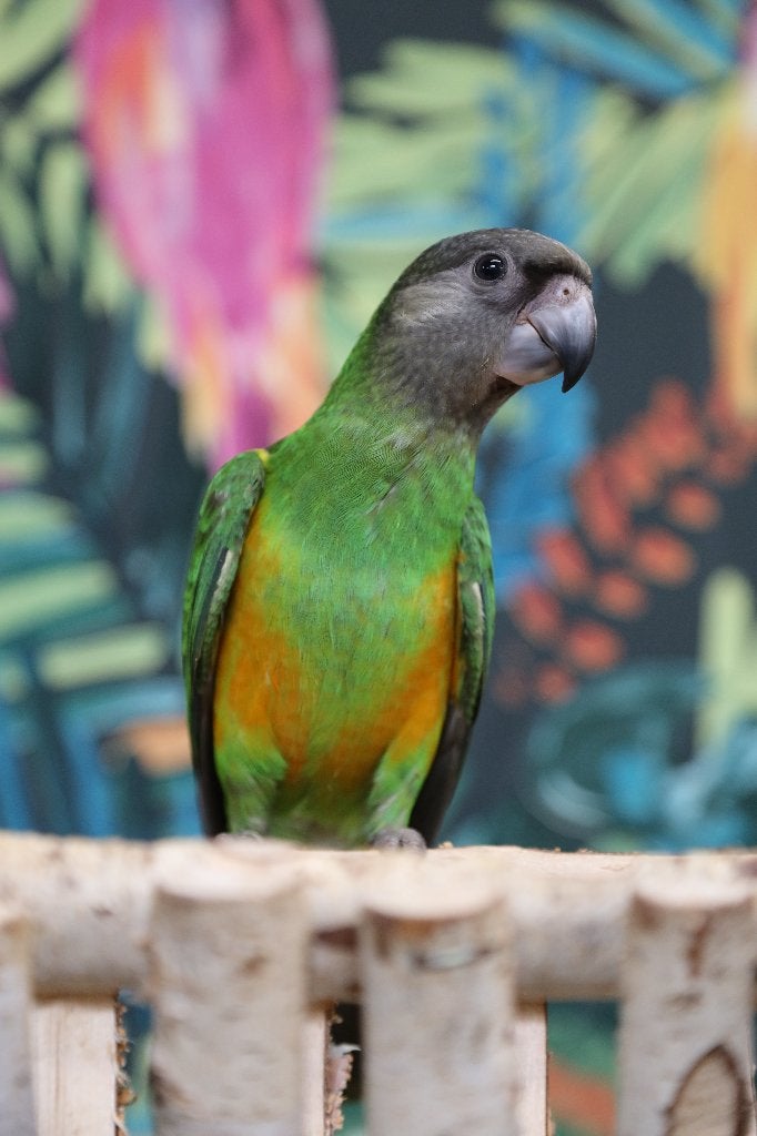 Jonge Baby Bonte boeren | Handtam | getest, Dieren en Toebehoren, Vogels | Parkieten en Papegaaien, Meerdere dieren, Papegaai