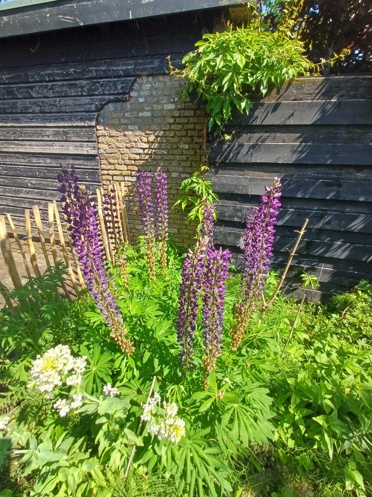 Lupine paars, Ophalen of Verzenden, Volle zon, Zaad
