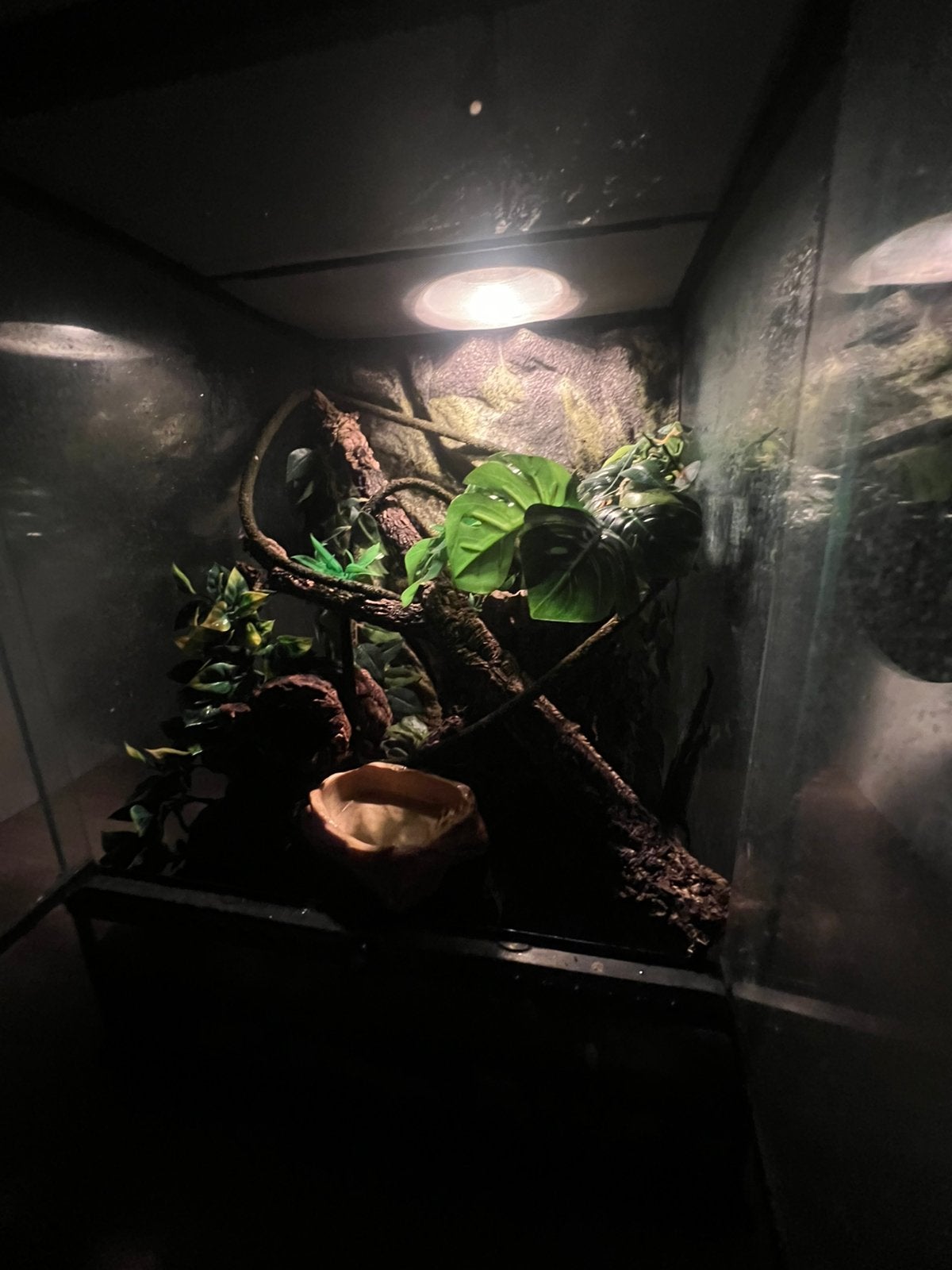 Wimpergekko met terrarium, Ophalen of Verzenden, Zo goed als nieuw, Terrarium of Paludarium