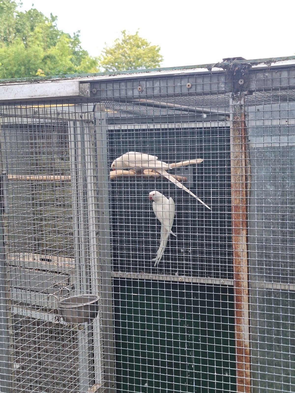 halsband parkieten tekoop, Dieren en Toebehoren, Vogels | Parkieten en Papegaaien, Meerdere dieren, Parkiet, Geringd