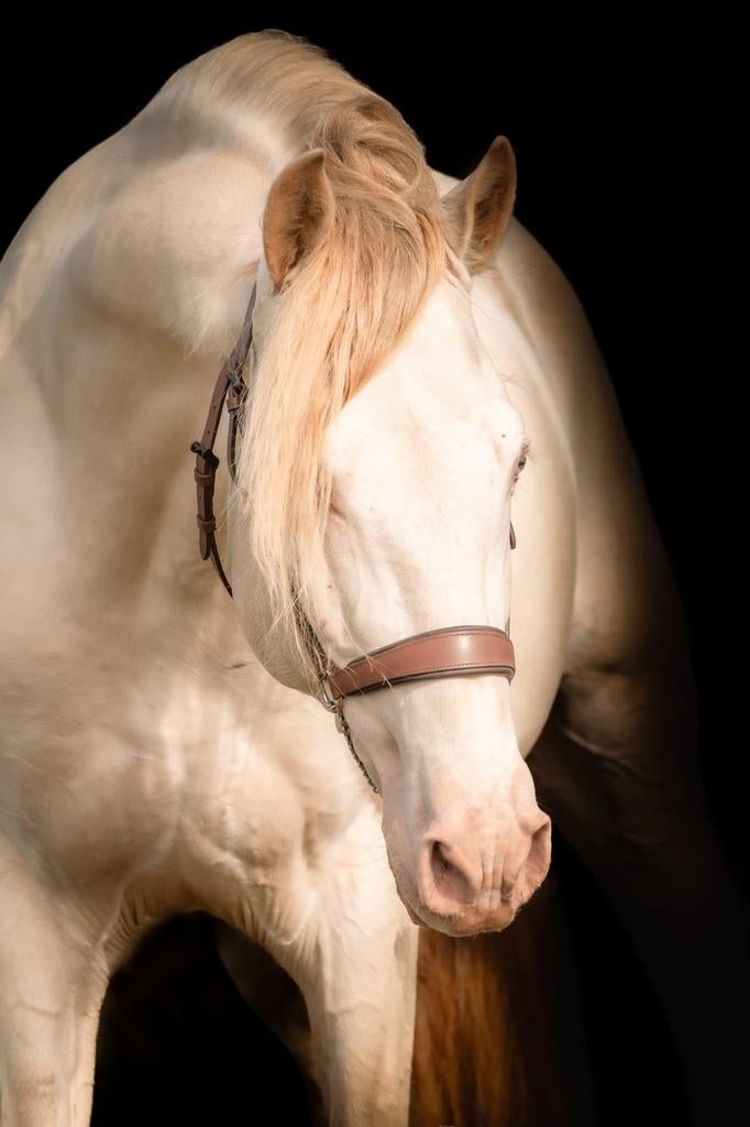 Ter dekking unieke Perlino PRE hengst, Dieren en Toebehoren, Paarden en Pony's | Dekhengsten en Fokmerries, Hengst