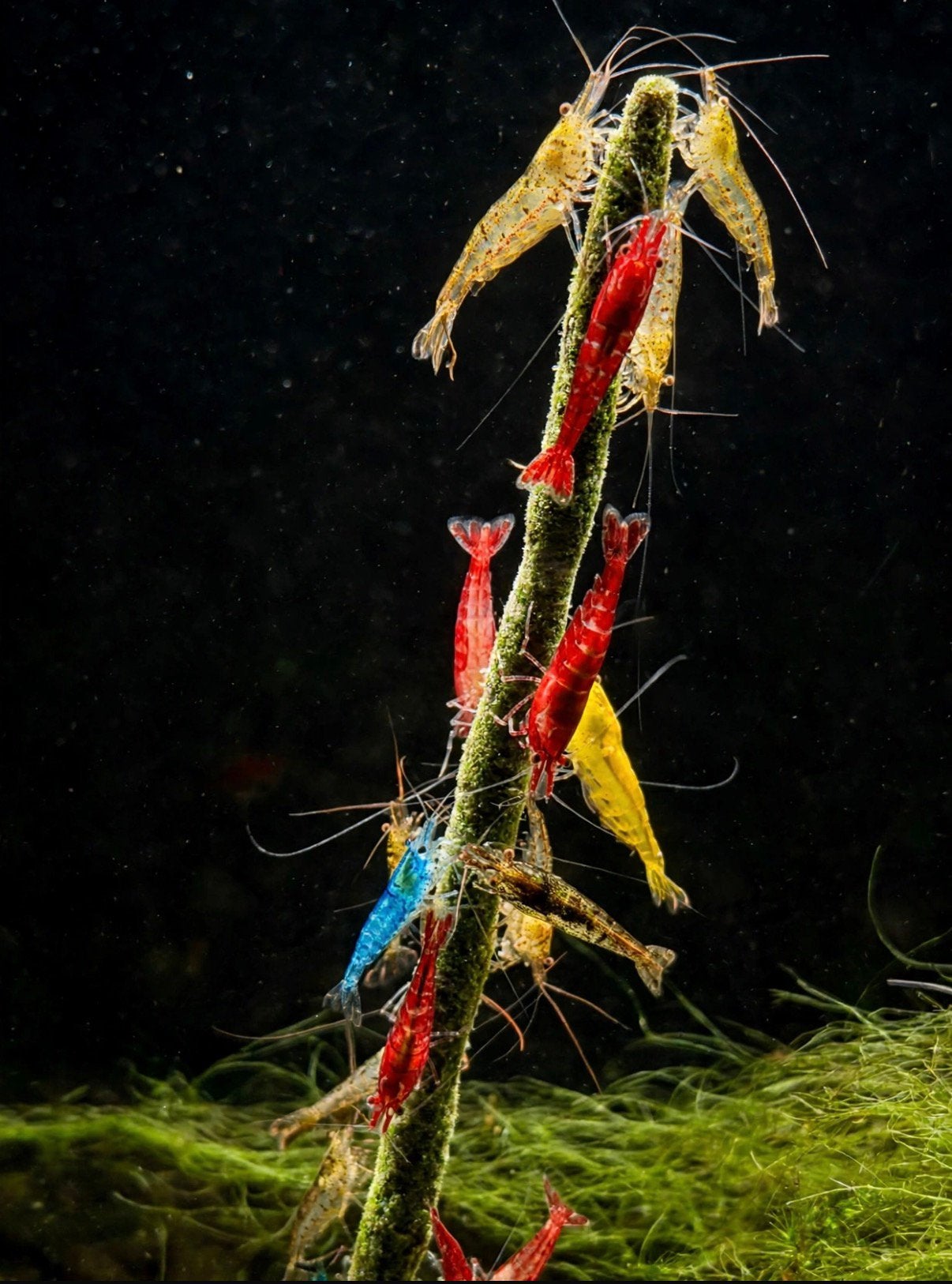 Garnalen Mix, Dieren en Toebehoren, Kreeft, Krab of Garnaal