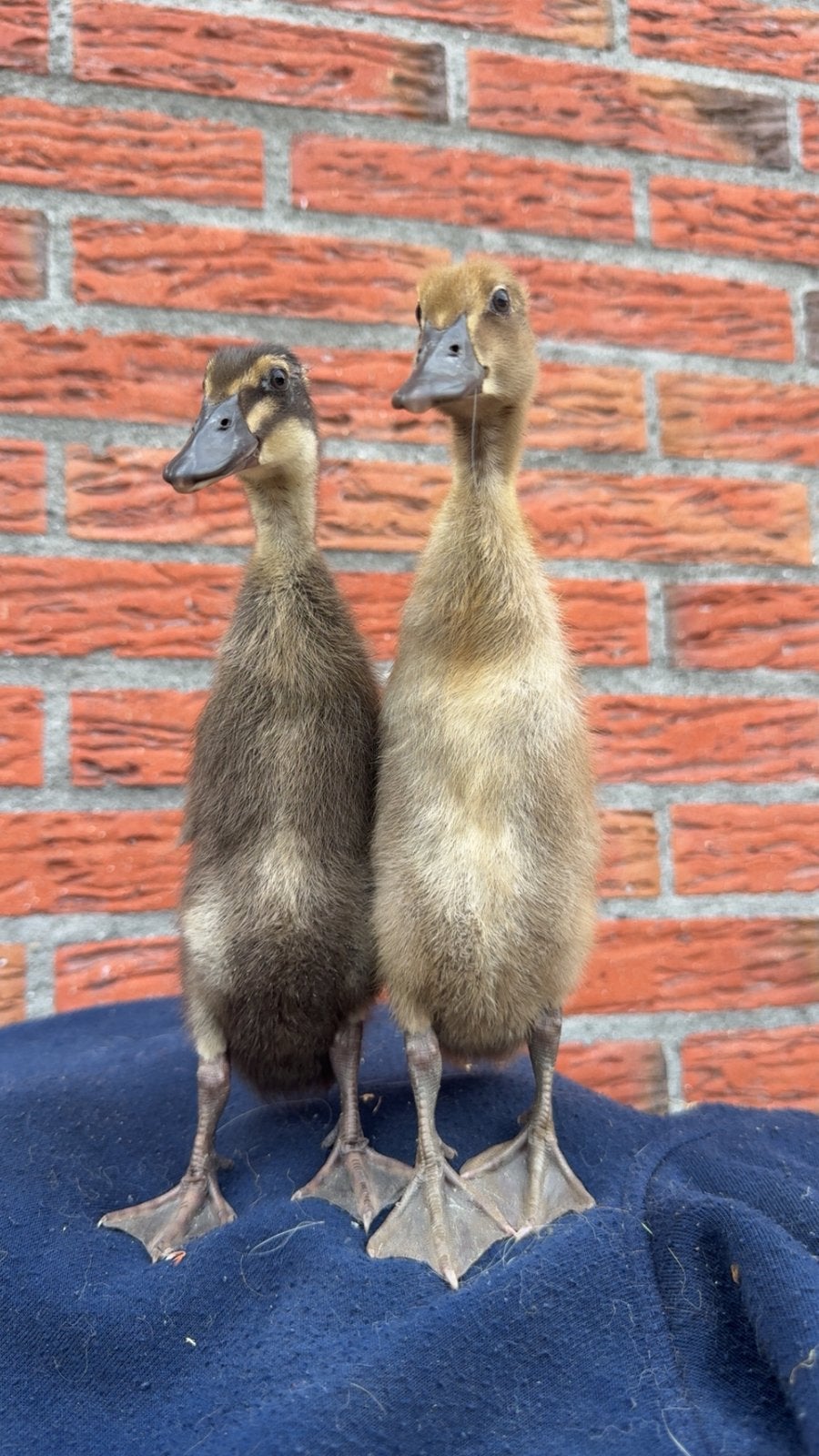 Loop eenden kuikens, Meerdere dieren, Eend