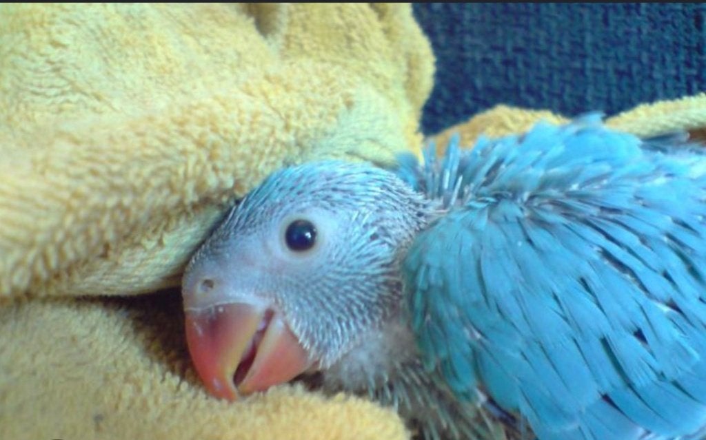 Superlieve tamme blauwe halsbandparkiet puppy, Dieren en Toebehoren, Geslacht onbekend, Parkiet, Geringd