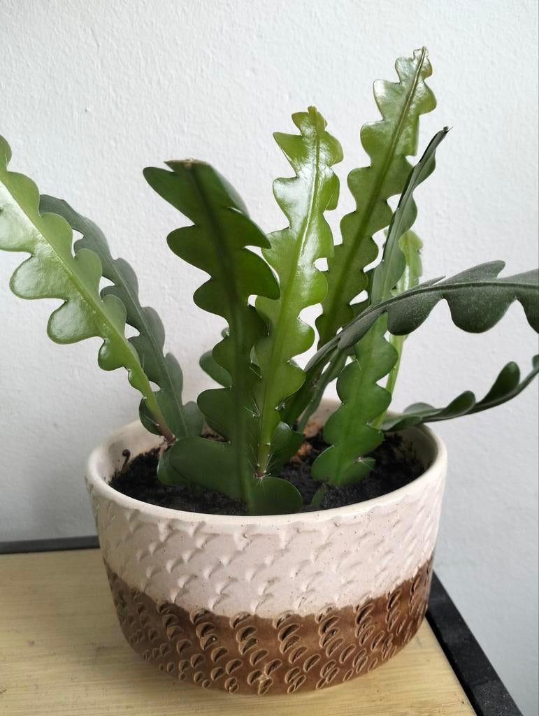 Zaagcactus stekken (Epiphyllum anguliger), Overige soorten, Vaste plant, Ophalen of Verzenden, Halfschaduw