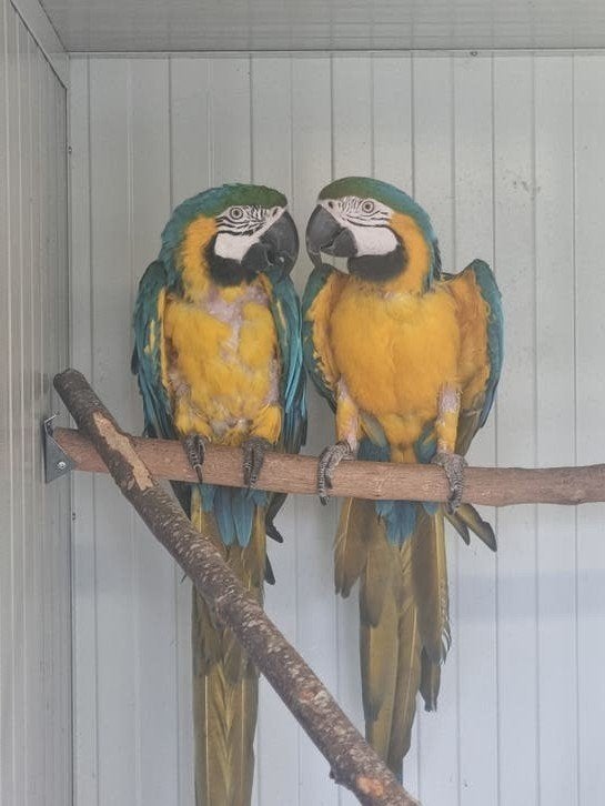 2 blauw/gele ara's, Meerdere dieren, Papegaai, Geringd