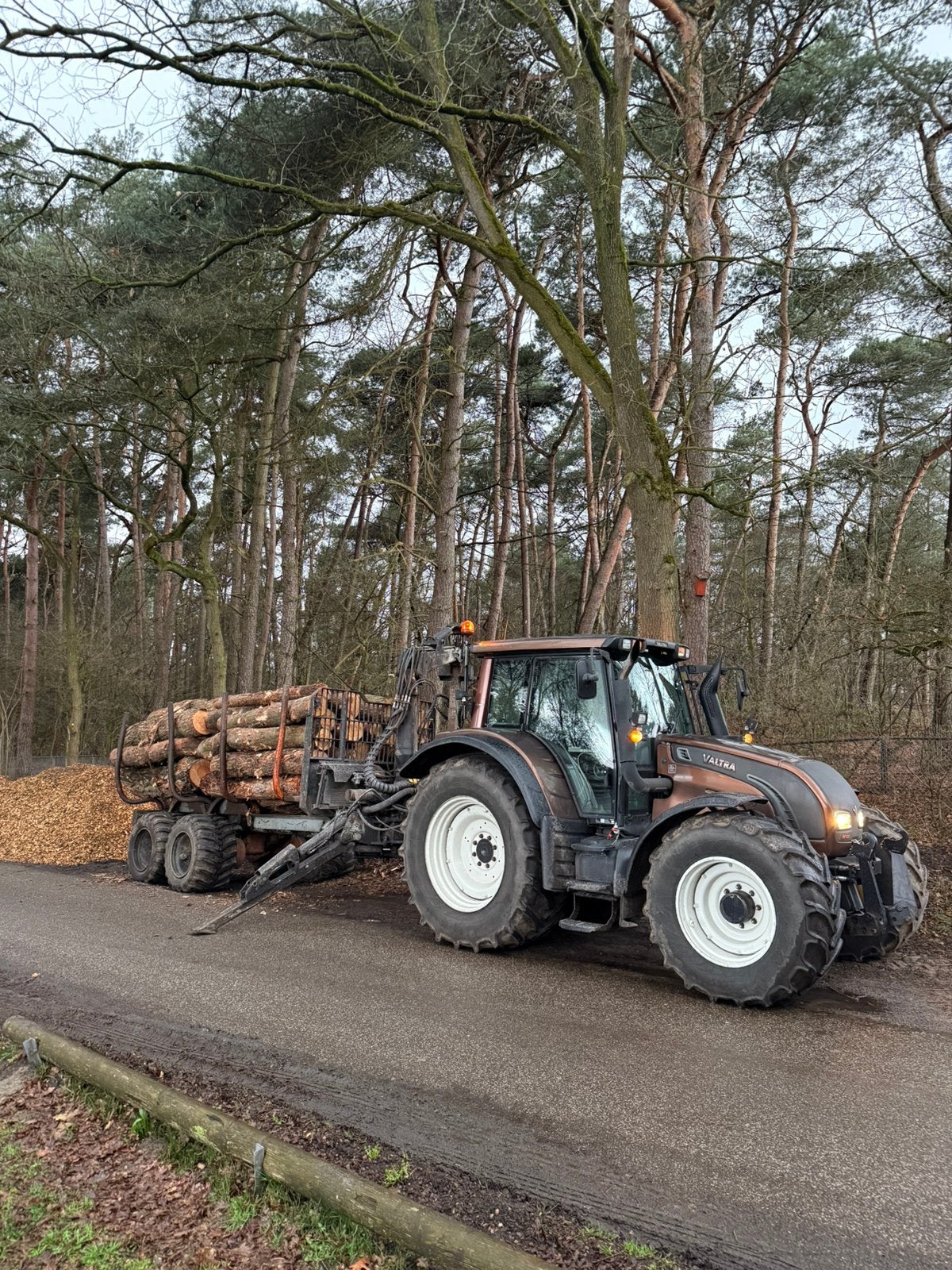 Brandhout, haardhout, stamhout, 6 m³ of meer, Ophalen, Eikenhout, Stammen