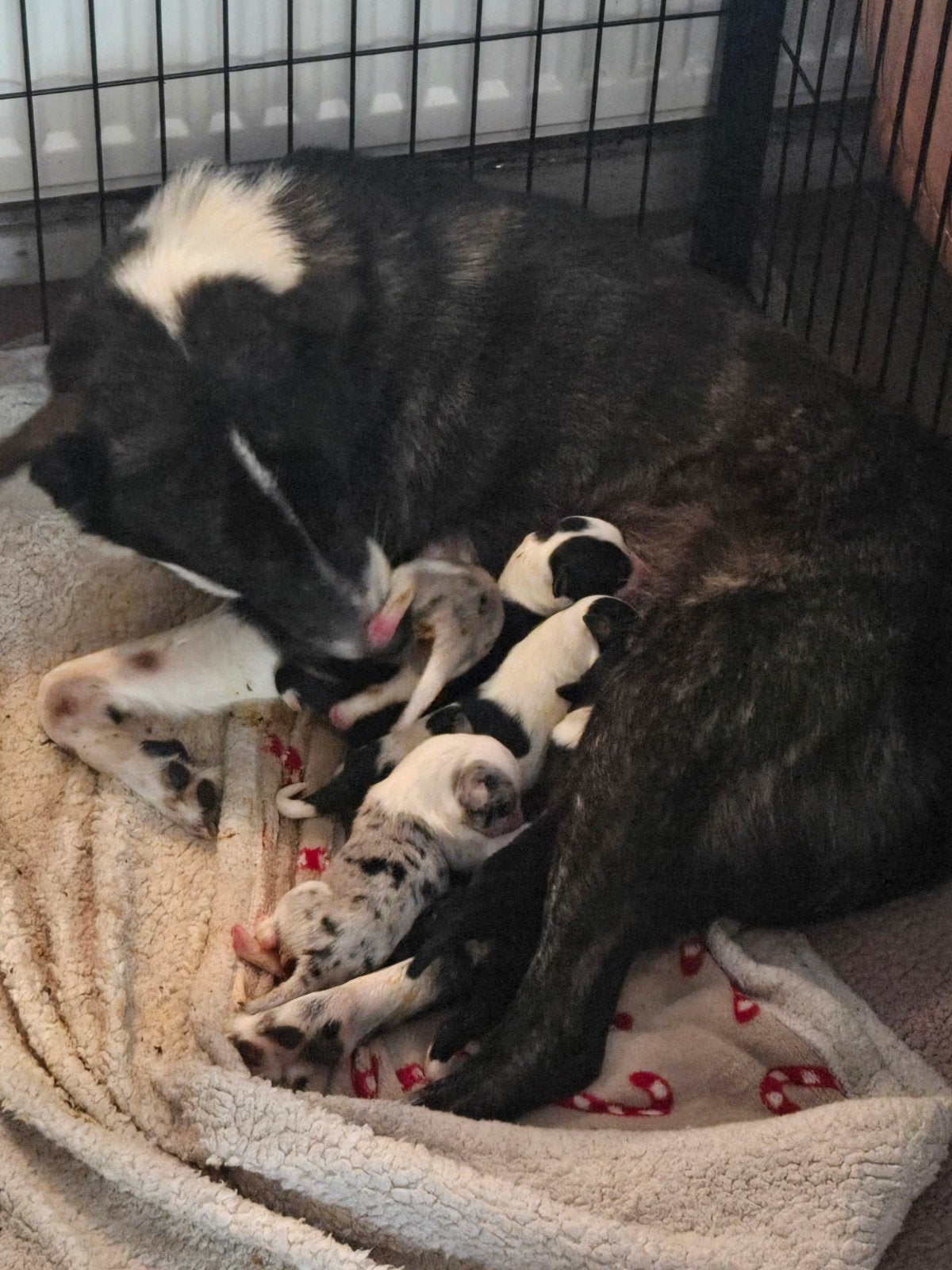 Kruising Australian Shepherd, 8 tot 15 weken, Meerdere, Meerdere dieren, Middel