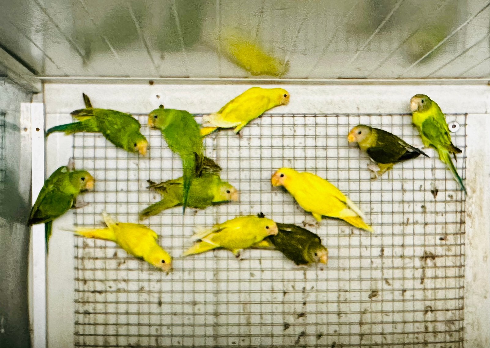 Jonge Pruimekop parkieten, Dieren en Toebehoren, Meerdere dieren, Parkiet, Geringd