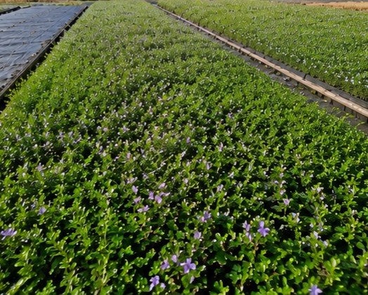 Vinca Minor - Wintergroene Bodembedekker met Paarse Bloemen, Ophalen, Bodembedekkers, Vaste plant, Halfschaduw