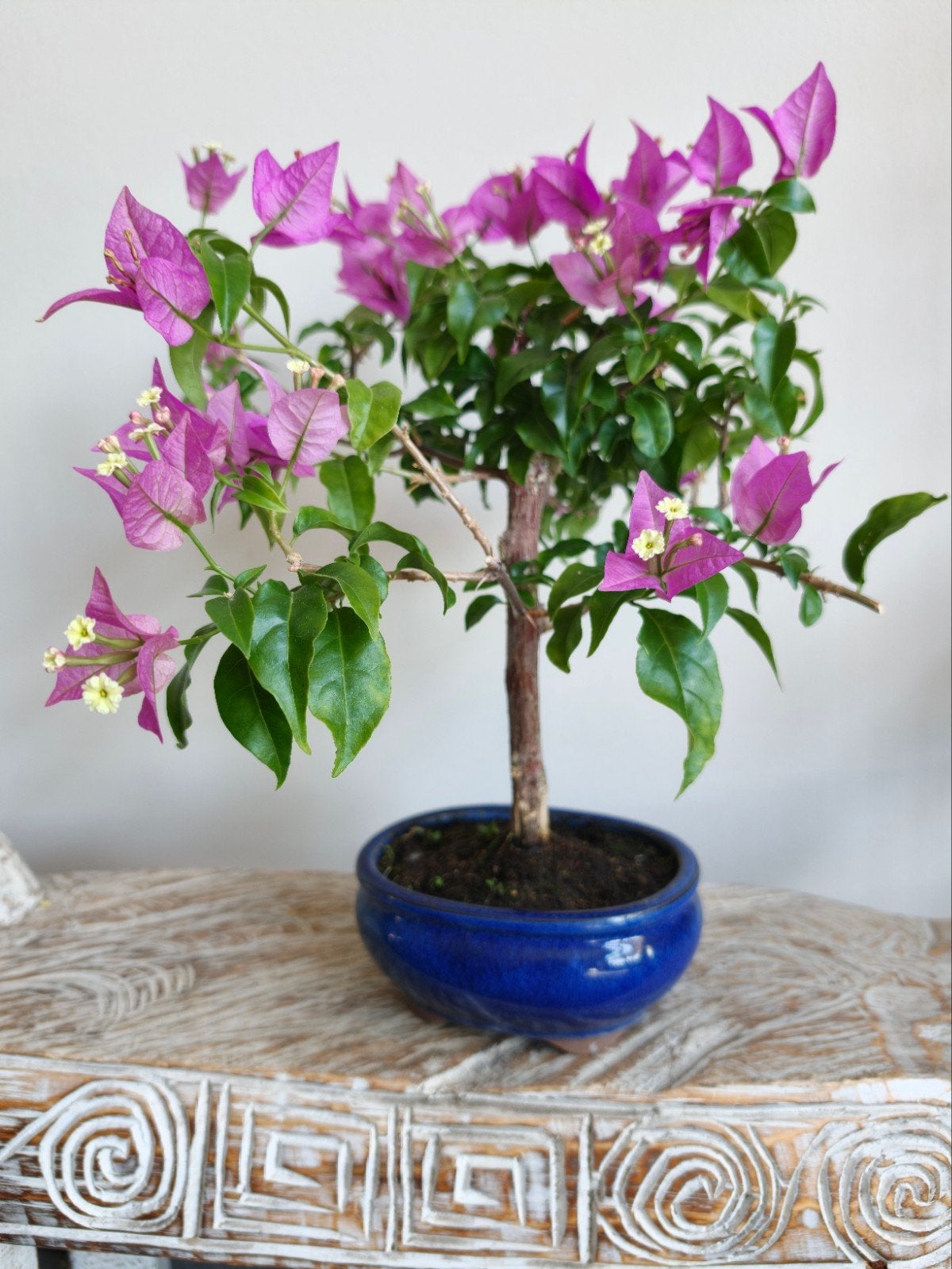Bougainvillea Glabra bonsai, Bloeit niet, Halfschaduw, Minder dan 100 cm, Overige soorten