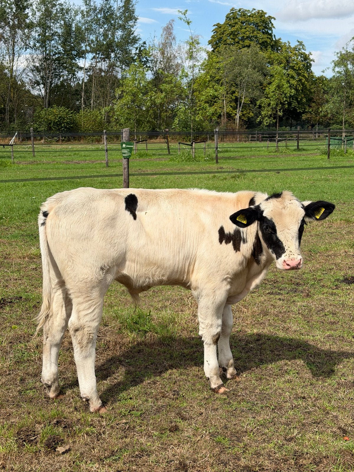 Stierkalf 4 maanden oud BB kruisling