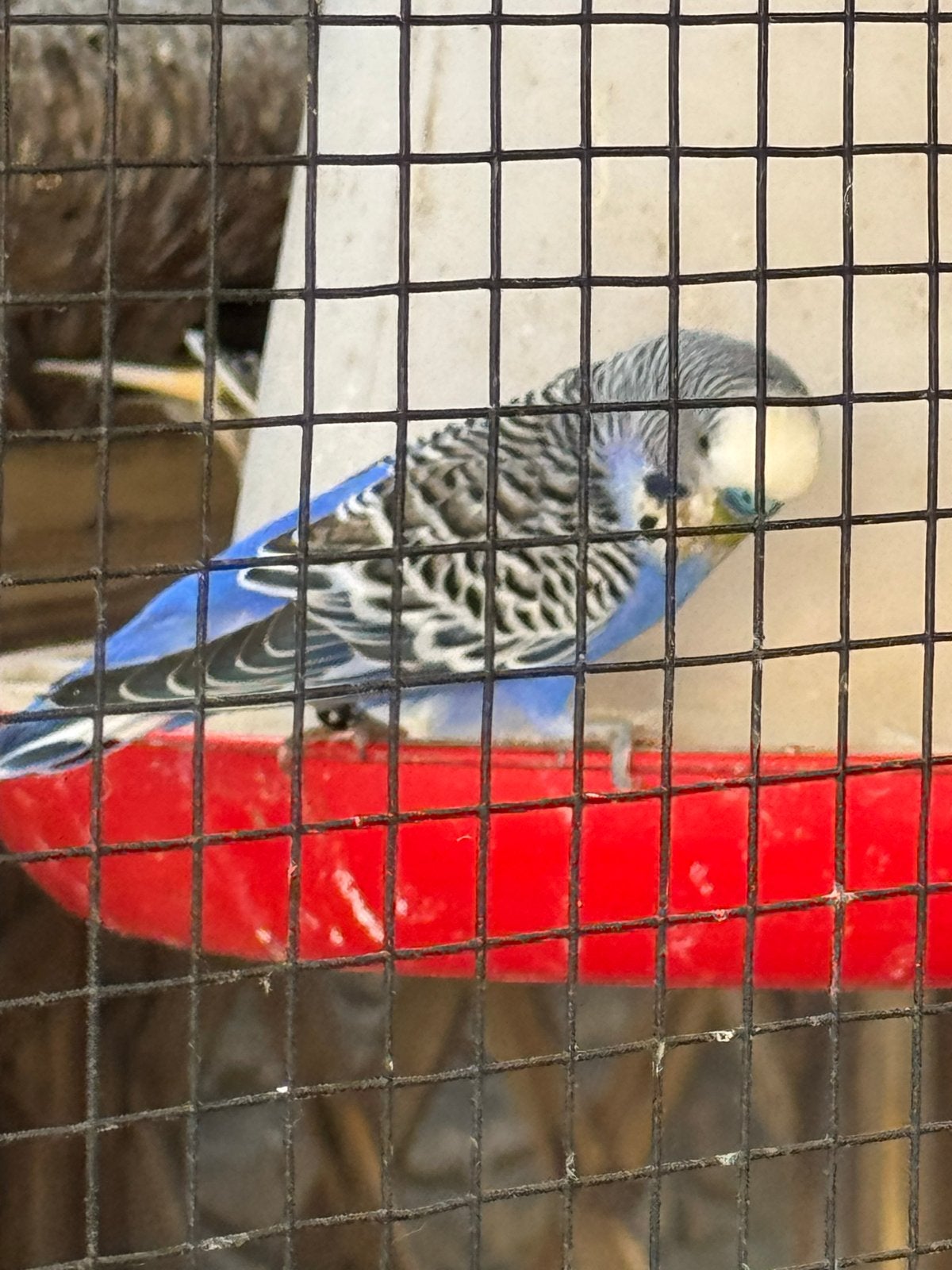 Koppel grasparkieten met 2 jongen, Dieren en Toebehoren, Meerdere dieren